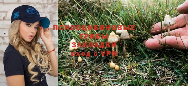 PSILOCYBIN Арсеньев